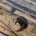 YCI logo in wood